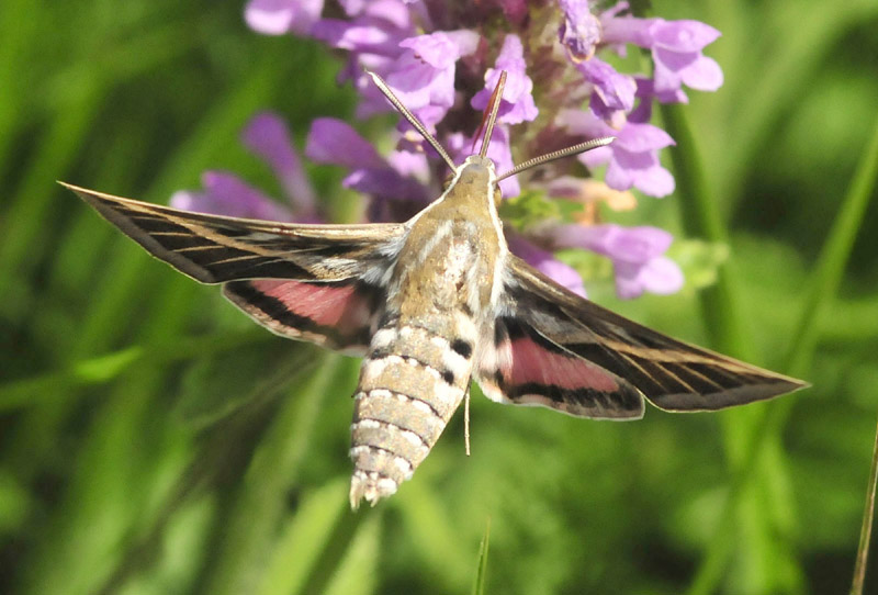 Sphyngidae in volo - Hyles livonica